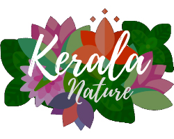 Rayon Kerala Nature - Cosmetiques ayurvediques