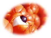 Guarana bio du Br&eacute;sil - Biophytis chez Clairenature.com