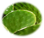 Nopal Bio Biophytis - Capteur de graisses