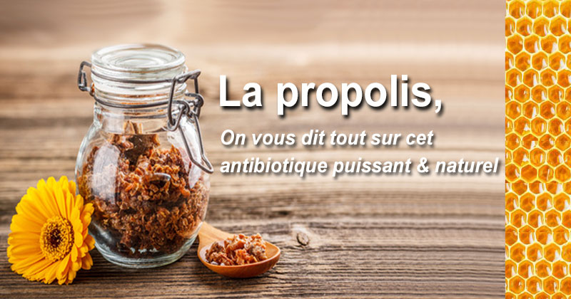 La propolis, ce puissant antibiotique naturel ! 