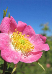 Rose musquée bio du Chili - Claire Nature