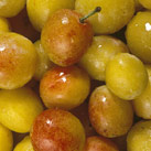 Recette Verrines Mirabelles Bergamote - Cristaux d'huiles essentielles bio Aromandise